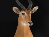 a fake antelope head on a black background