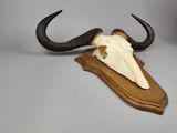 a picture of a bull skull mounted on a wooden plaque