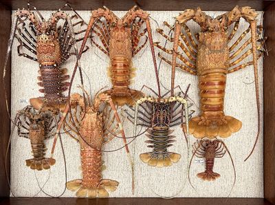 many different types of lobsters displayed in a wooden frame