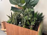 a plant in a wooden planter on the floor