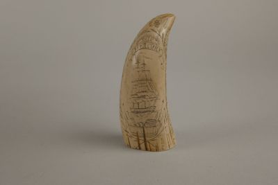 une dent d'éléphant posée sur une table