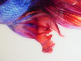 un gros plan d'un poisson rouge et bleu, la bouche ouverte