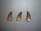 trois dents de requin sont représentées en rangée sur une surface grise