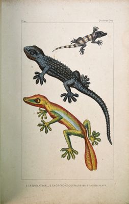 un vieux livre sur lequel figurent un lézard et un gecko