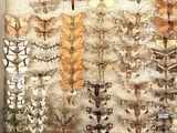 a picture of a display of moths in a box