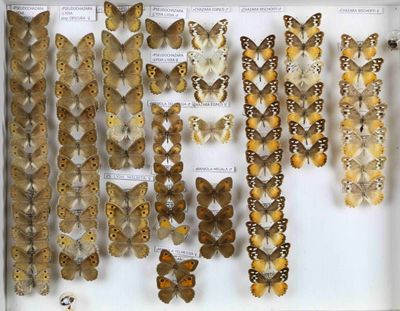 de nombreux types de papillons différents présentés dans une vitrine