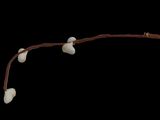 a branch with small white flowers on it against a black background