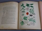 an open book with illustrations of plants and flowers on it