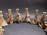 a lot of vases that are made out of drift wood