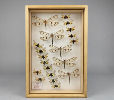 une vitrine d'insectes présentée dans un cadre en bois