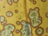 a close up of a piece of paper with a lot of mold on it