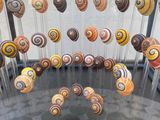 a lot of different types of snails on display