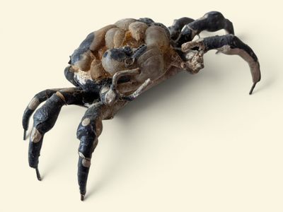 un crabe posé sur une surface blanche