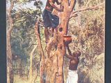 tableau représentant un homme grimpant à un arbre, avec un autre homme en arrière-plan