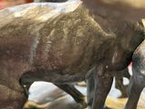 Des sculptures représentant un chien et un chat sont exposées dans un magasin.