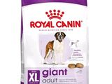 royal canin giant giant adult dry dog food