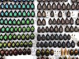a lot of beetles that are on display in a store