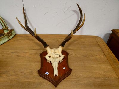 une tête de cerf fixée sur une table en bois
