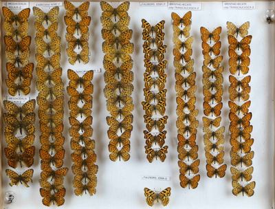 de nombreux papillons exposés dans une vitrine