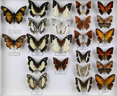 de nombreux types de papillons différents présentés dans une vitrine