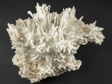 un gros plan sur un morceau de corail blanc posé sur une surface noire
