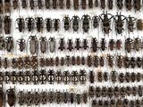 a lot of bugs that are hanging on the wall
