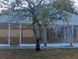 a large tent with a tree in the middle of it