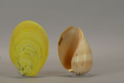 two shells that are next to each other on a table