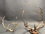 two deer antlers on a wooden stand against a white backdrop