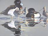 three ducks that are sitting in the water together