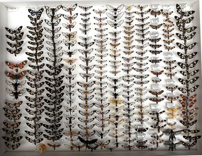 a display of moths and other insects in a white frame