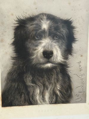 une photo en noir et blanc d'un chien à l'air triste