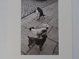 a black and white photo of a dog and a dog on a sidewalk