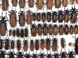 a lot of beetles that are hanging on the wall
