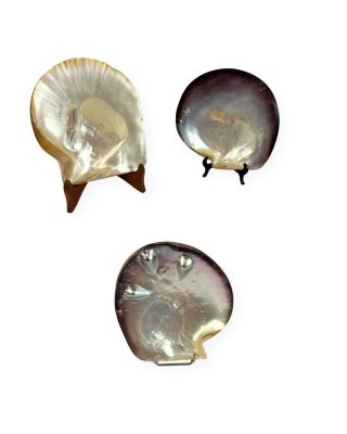 trois morceaux de coquillage sur une surface blanche, avec un fond blanc