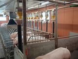 un cochon qui se trouve dans une cage, dans une étable