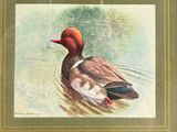painting of a duck floating in a pond with a green background