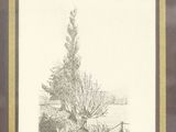 drawing of a tree with a man in a boat on the water