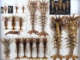 many different types of lobsters displayed in a display case