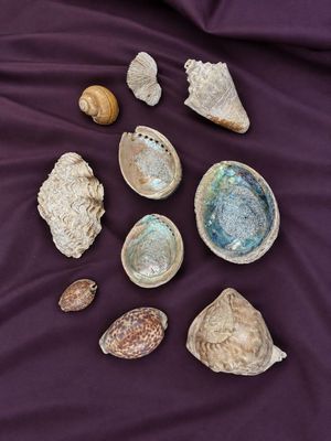 many shells on a purple sheet on a bed
