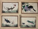 four framed pictures of insects and a cat on a wall