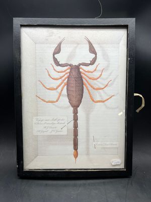 a framed picture of a scorpion on display in a black frame