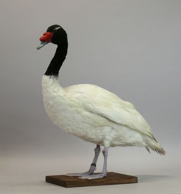 [Taxidermie] Cygne à cou noir - Cygnus melancoryphus sur soc…