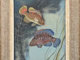 tableau représentant deux poissons, encadré et accroché au mur