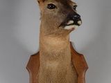 tête de cerf empaillée, fixée sur une plaque en bois accrochée au mur