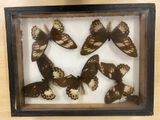 four framed butterflies in a shadow box on a table