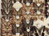 a lot of butterflies that are on display in a box