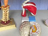 trois types différents de figurines représentant l'anatomie humaine, posées sur une table