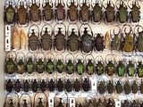 a lot of beetles that are hanging on the wall
