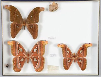 trois papillons de nuit dans une vitrine, dont l'un est accompagné d'un papillon